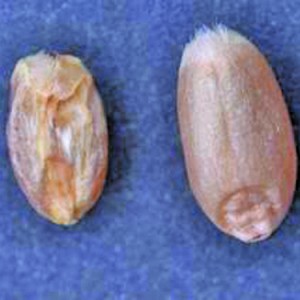 Graders can easily distinguish between a healthy kernel of wheat and one that has been damaged by midge.