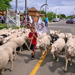 Sheep in a parade