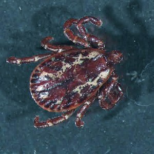 Submitting ticks to Alberta Agriculture and Alberta Health’s tick surveillance program helps authorities determine what kinds of ticks are found in the province.