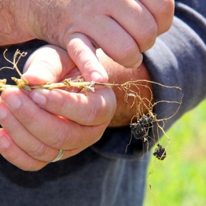Root rots in peas are characterized by damaged root systems, stem lesions, stunted plant growth, and yellowing.