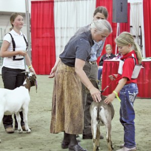 Samantha McNaughton (r) of Whitecourt presents her goat to judge Barb Clark, who travelled from Shellbrook, Sask. to participate in the Westerner Days show.