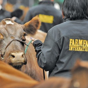 cow being led at Farmfair