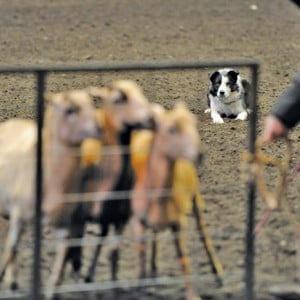 border collie dog preparing to herd sheep.