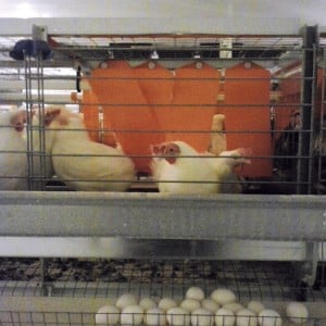 chickens in an egg-laying cage
