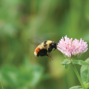 bumblebee on a flower