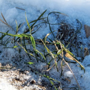 Although it’s commonly called winterkill, the danger period for winter wheat is in spring when its hardiness declines, says agronomist Janine Paly.