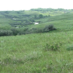 native grassland