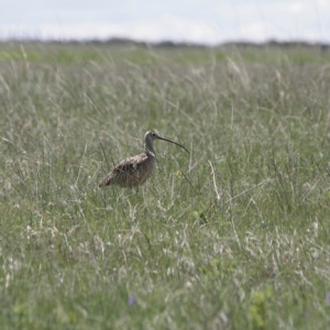bird in long grass