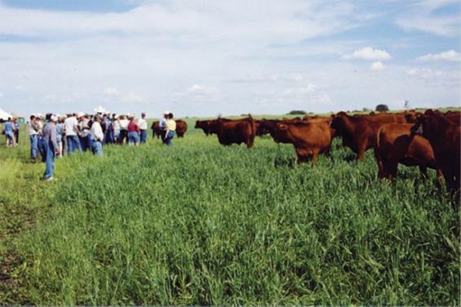cattle grazing