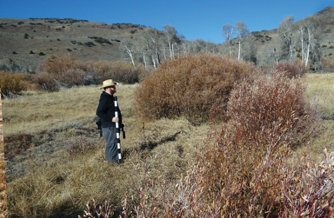 This photo taken in 2013 shows an increase in willow along with a decease in the amount of bare soil.