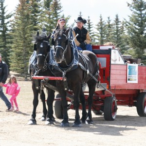 horse and wagon
