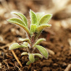 Kochia seedling
