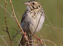 Baird's sparrow.