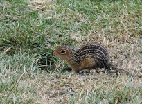 Thirteen-lined ground squirrel.