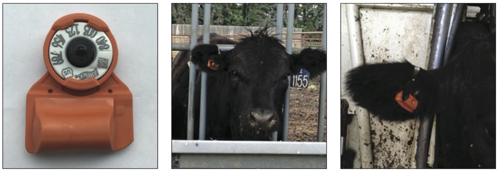 Like a ‘fitbit,’ the SensOor relies on motion to measure activity — in this case rumination, feeding time, and how much a cow is moving.