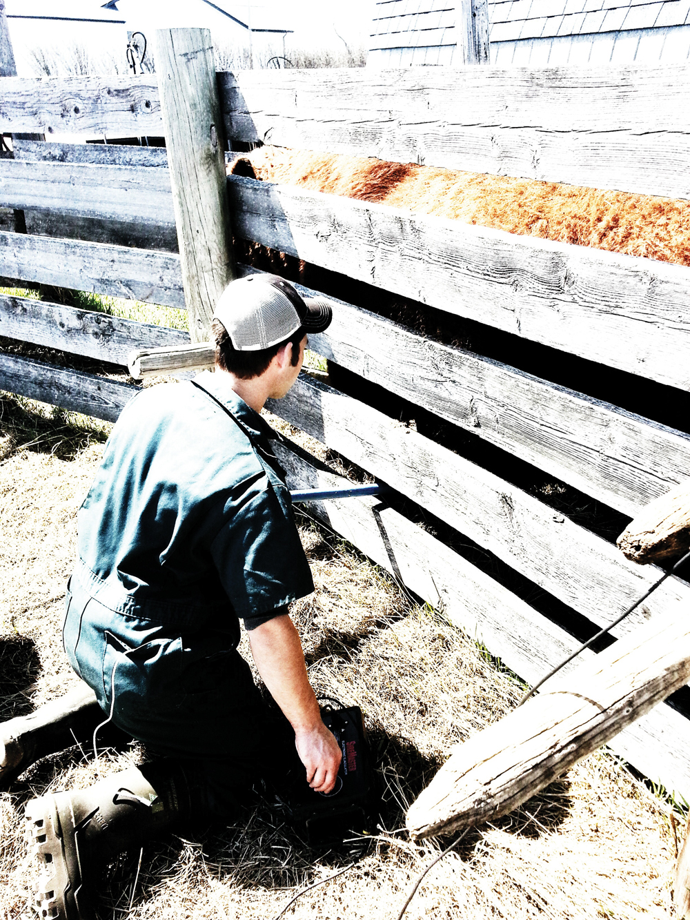 Because this bull was too large to round a bend in the alley and be put in a squeeze chute, Dr. Cody Creelman says he had little choice but to use posts (one in front and two behind) to do semen testing. But he describes a post as “basically a baseball bat on the end of a cow.”