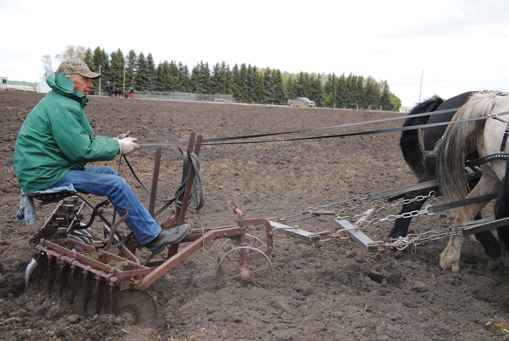 Allen Weinhandl turned out on a chilly Sunday in early May to help plow, disc, harrow, and seed five acres of Morgan oats for the Farming with Horses growing project north of Ponoka.