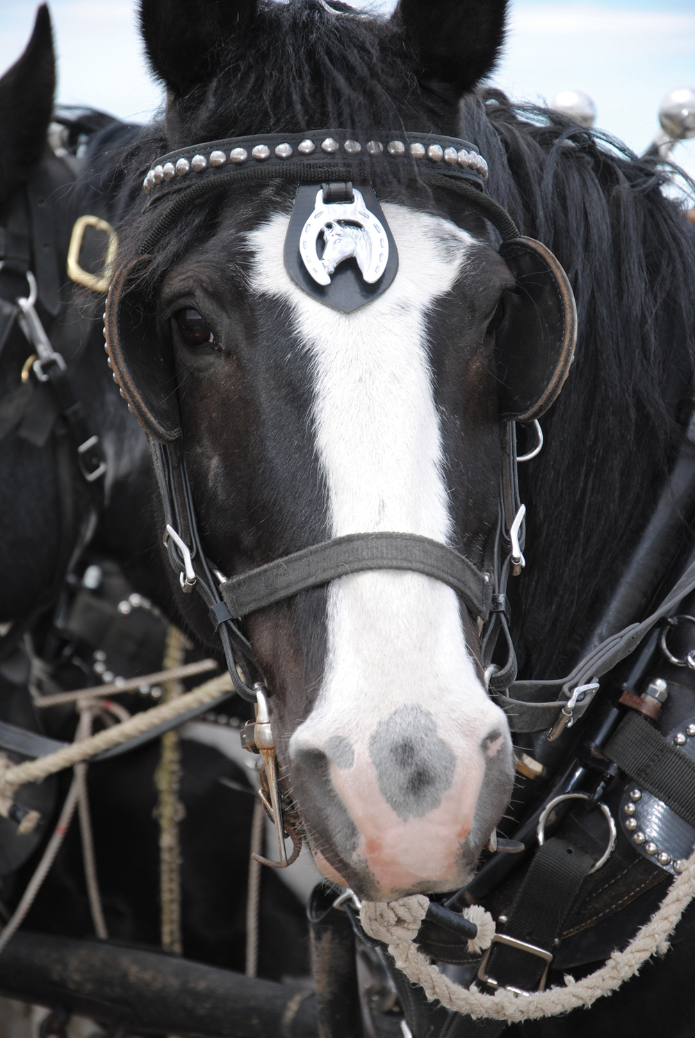 This paint quarter-horse was a member of one of 10 teams of heavy horses used in the Farming with Horses growing project. Horse owners snapped up all of the oats grown on the five-acre site last year.