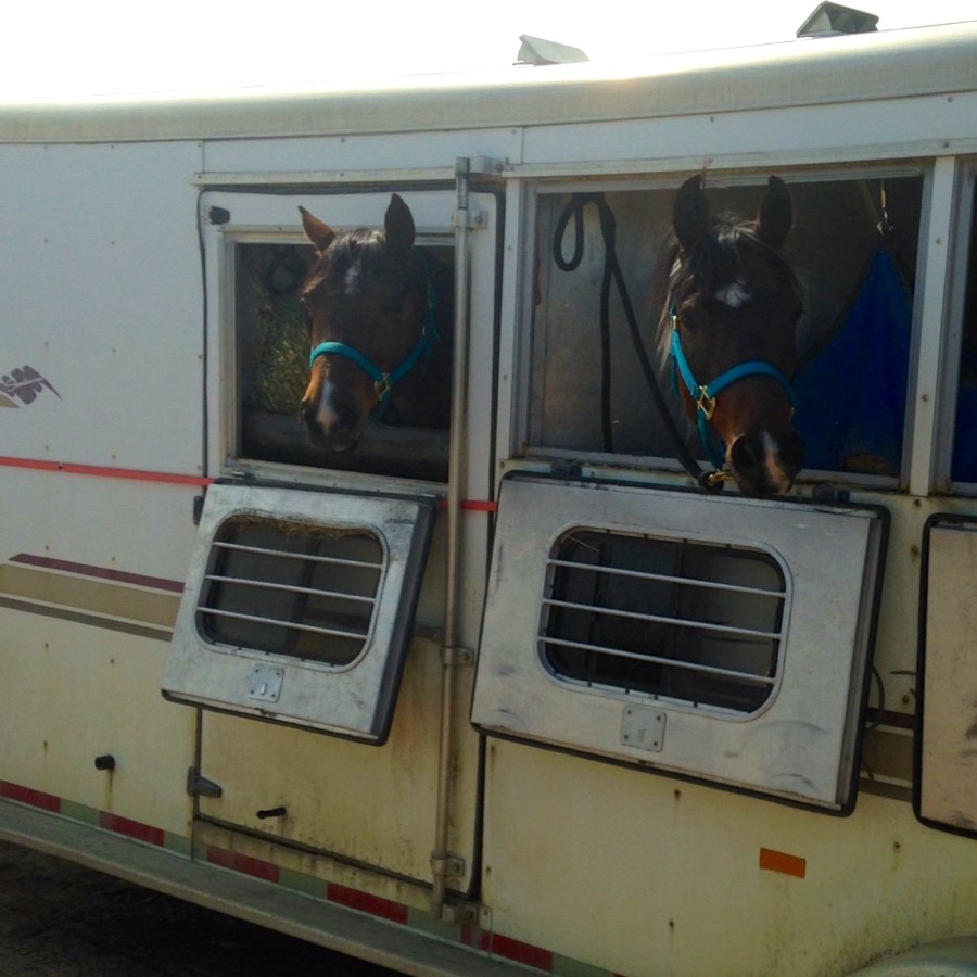 Two horses rescued from the Fort McMurray wildfire in the trailer of Rhonda Bignell, a member of the Western Canadian Powerstrokes.