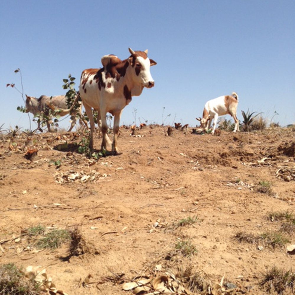 Ethiopia hasn’t seen any significant rain during the past two growing seasons.