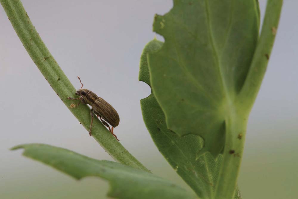The pea leaf weevil has emerged at the same time as the pea crop this year.