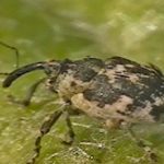 Larvae of an adult weevil.