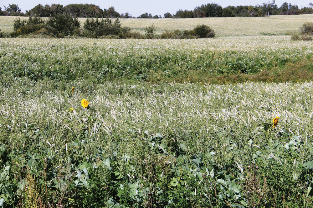 Cover crop cocktail mixes generally include species from four different categories — warm-season broadleaf plants and grasses along with cool-season broadleaf plants and grasses.
