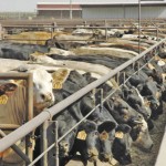cattle in a feedlot