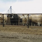 Today, a one per cent change in live cattle futures represents around $18 a head and a move of one cent in the Canadian dollar is about $20 a head.