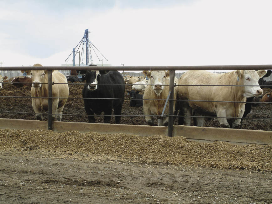 Today, a one per cent change in live cattle futures represents around $18 a head and a move of one cent in the Canadian dollar is about $20 a head.