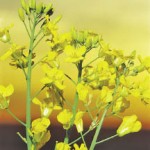 Canola flower.