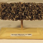 Be on the lookout for Zebra and Quagga mussels, which are invasive species in Alberta. The Quagga mussels pictured above are from Lake Mead, Nevada.