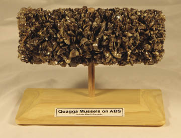 Quagga mussels from Lake Mead, Nevada.