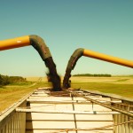 Two augers filling canola bin.