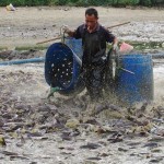 A Chinese worker collects catfish for disposal in a polluted pond in Haikou, Hainan province, Sept. 10, 2013. Local government acted to kill all catfish at the pond after the water tested below standards, according to local media.