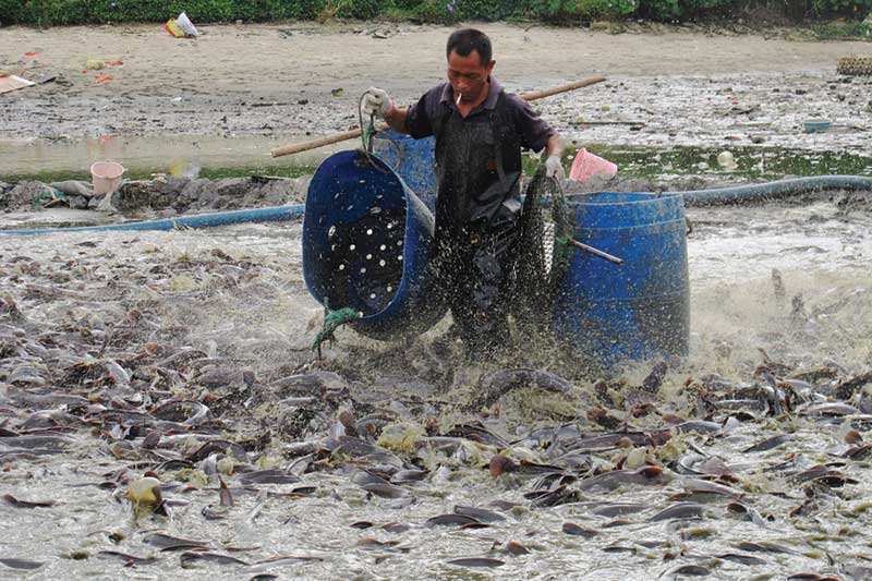 Chines worker collecting deceased catfish in a polluted pond.