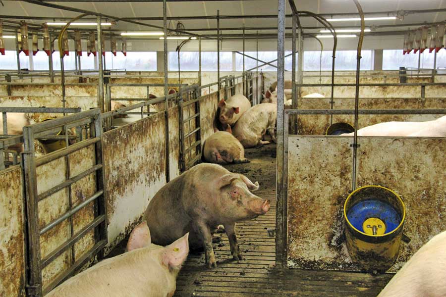 Pigs in a barn.
