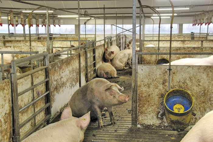 hogs in a barn