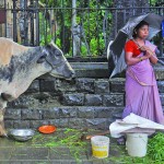A street-side vendor stands on the pavement next to her cow as it rains in Mumbai July 10, 2013. The vendor sells grass stalks to passersby for five to 10 Indian rupees (US11-22 cents), which are then fed to her cow.