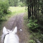 Trail riding offers horses in training a wide variety of physical and mental stimulation.