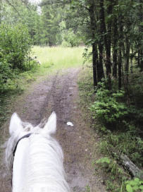 Horse walking along a trail.