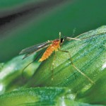 Even if you farm in the green area, you need to be on the lookout
for midge, says insect management specialist Scott Meers.