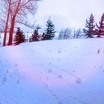Matt Gosling looked out his window just in time to see these snow rollers in his yard. (Photo courtesy of Matt Gosling)