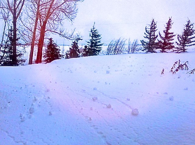 Matt Gosling looked out his window just in time to see these snow rollers in his yard. (Photo courtesy of Matt Gosling)