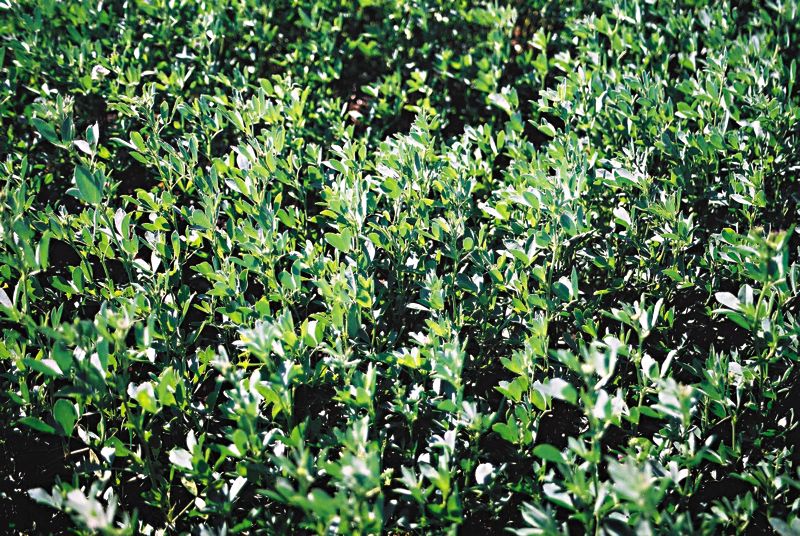 Alfalfa forage.