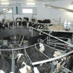 Holstein dairy cattle in a milking facility.
