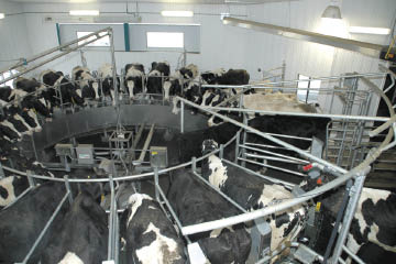 Holstein dairy cattle in a milking facility.