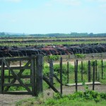 A warm climate gives Argentina cattle producers many advantages, but a government tax regime nullifies them.