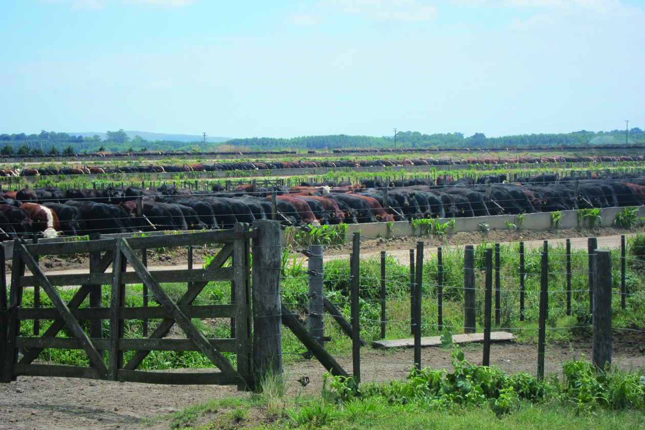 Cattle in a field