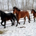 Three horses trotting in a corral.
